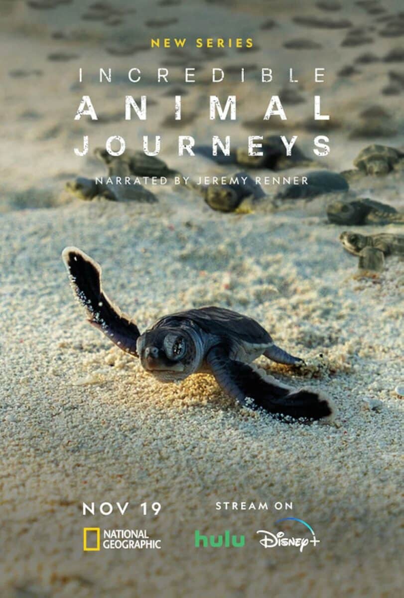 Incredible Animal Journeys cover